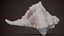 15 Collezione di conchiglie scansionate in 3D 2