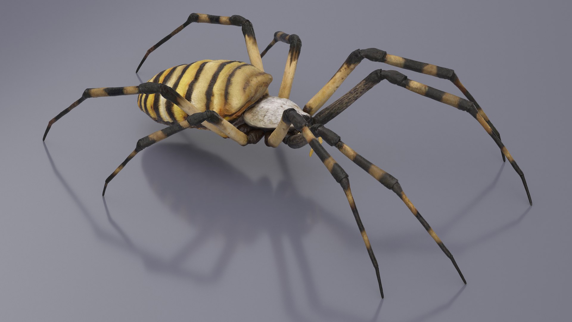 Argiope Trifasciata Spider Rigged for Modo 3D model preview