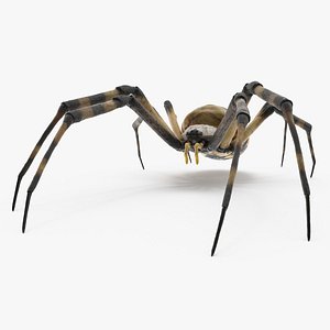 Argiope Trifasciata Spider Rigged for Modo 3D model