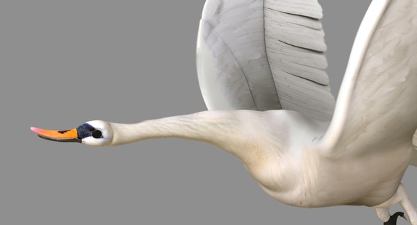 swan 3D