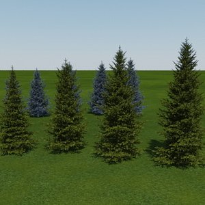 blue_and_white_spruce
