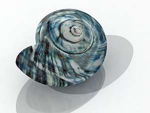 Seashell