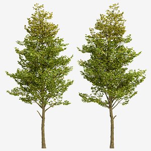 Set of Overcup Oak or Quercus lyrata Tree - 3 Trees 3D model