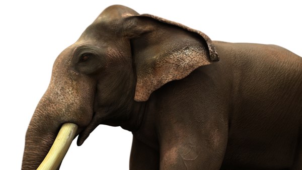 3D asian elephant rig model