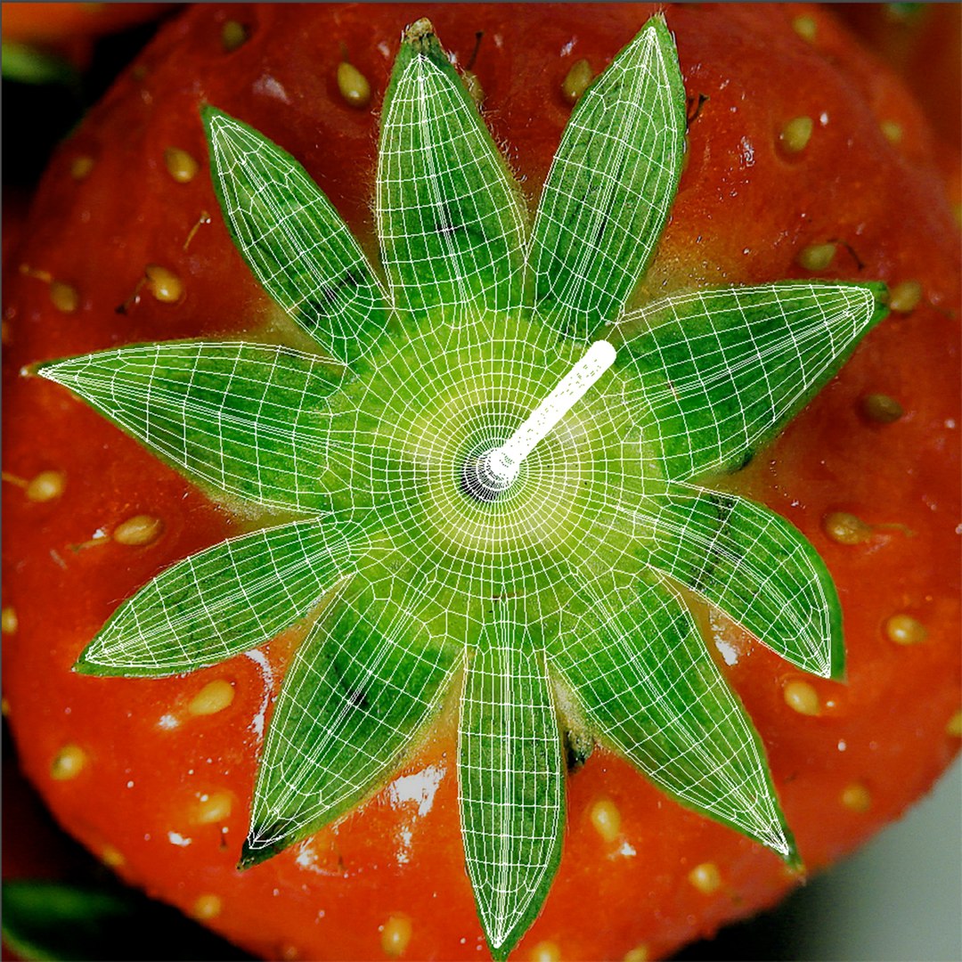 3d strawberry berry https://p.turbosquid.com/ts-thumb/QW/an1gYZ/fhTG0rjs/thumb_uvs/jpg/1365414212/1920x1080/fit_q87/81cd9c75b8f29871a28456b8190833f6fbd8de15/thumb_uvs.jpg