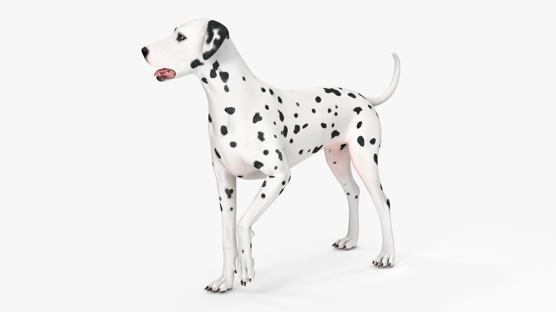 Dalmatian Dog Rigged for Maya 3D model preview
