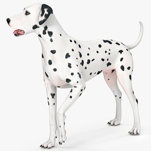 Dalmatian Dog Rigged for Maya