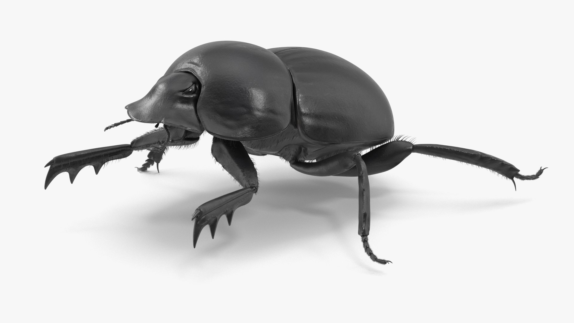 Scarabs Rigged Fur 3D model preview