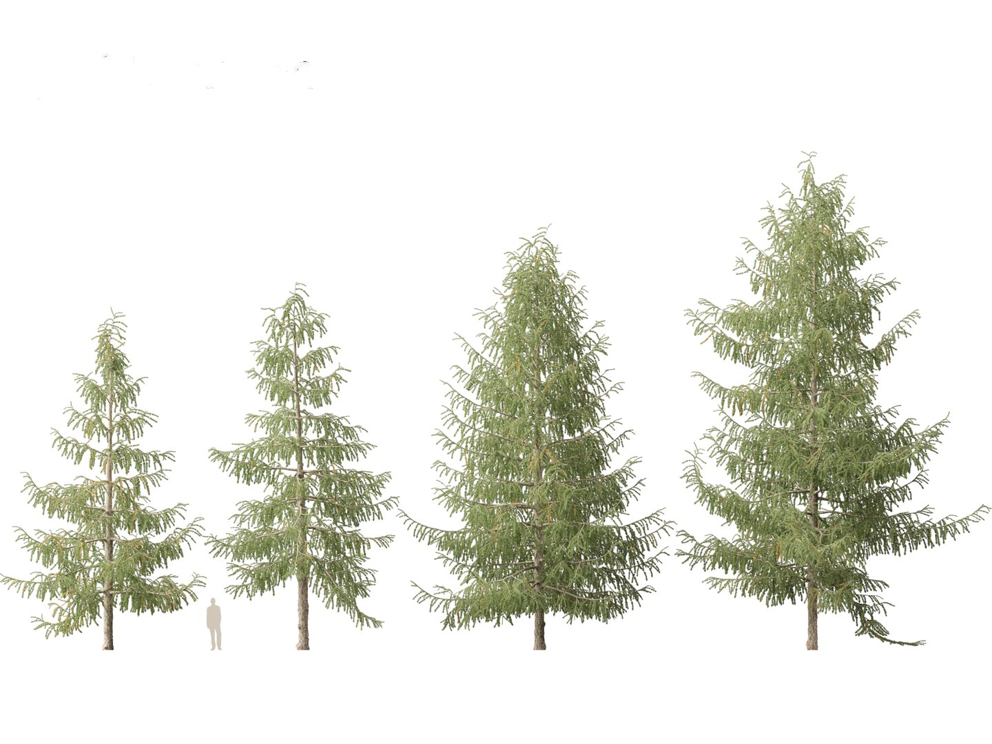 Larix decidua - European larch 3D model https://p.turbosquid.com/ts-thumb/QW/pAxELT/3z/larixdecidua017/jpg/1695824891/1920x1080/fit_q87/162af564fab5932363377498dae17dea007e018f/larixdecidua017.jpg