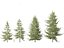 Larix decidua - European larch