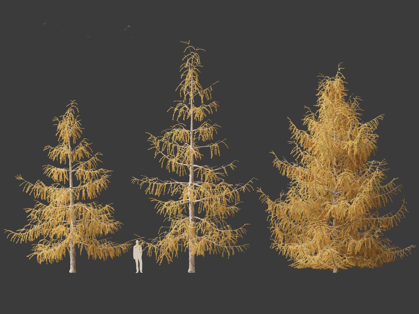 Larix decidua - European larch 3D model https://p.turbosquid.com/ts-thumb/QW/pAxELT/DK/larixdecidua014/jpg/1695824882/1920x1080/fit_q87/e96310ea2e91580ed7f1d64f04122719507afb11/larixdecidua014.jpg