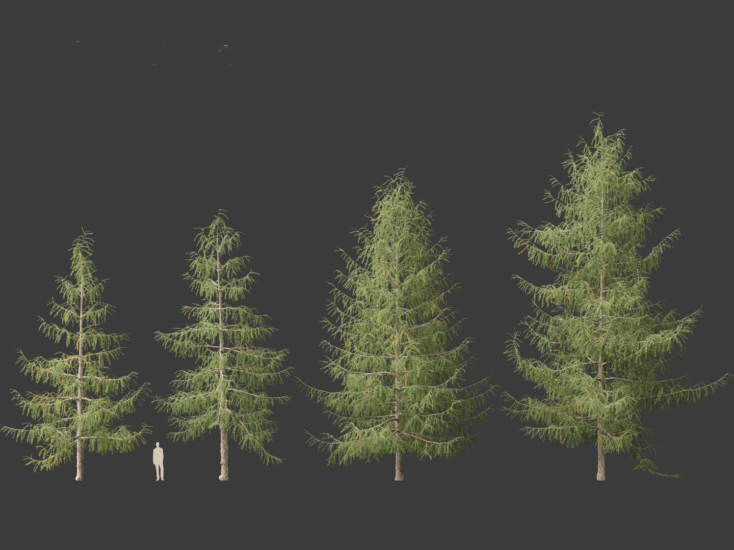 Larix decidua - European larch 3D model https://p.turbosquid.com/ts-thumb/QW/pAxELT/NM/larixdecidua018/jpg/1695824893/1920x1080/fit_q87/b7f6191bec602ab87ef3312ddf8c4e046549ff9b/larixdecidua018.jpg