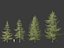 Larix decidua - European larch