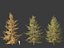 Larix decidua - European larch