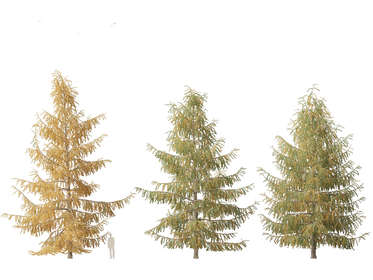 Larix decidua - European larch 3D model https://p.turbosquid.com/ts-thumb/QW/pAxELT/xY/larixdecidua015/jpg/1695824886/1920x1080/fit_q87/0257a2ad486ab4e8d007d6f4c2d0d277dc4db331/larixdecidua015.jpg