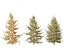 Larix decidua - European larch
