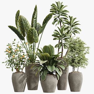 AV Indoor Plants Set 242 Euphorbia Sunshine and Wilsonii Olive and China Orange Tree and Ficus model