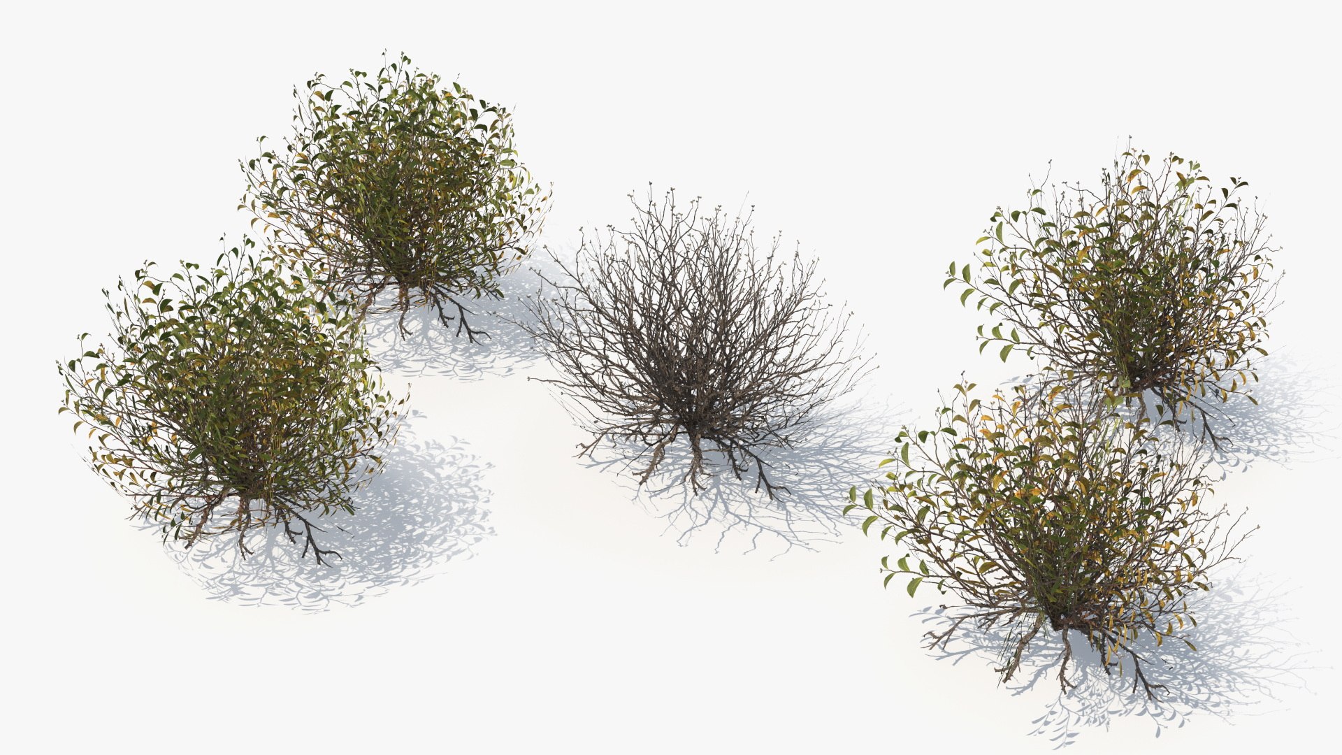 Wild Brush Vegetation with Dry Shrubs Set Low Poly 3D https://p.turbosquid.com/ts-thumb/QX/25yqog/Ds/wild_brush_vegetation_with_dry_shrubs_set_low_poly_007/jpg/1778633364/1920x1080/fit_q87/7f86ea635a85b9131d162e32796689db93072d71/wild_brush_vegetation_with_dry_shrubs_set_low_poly_007.jpg