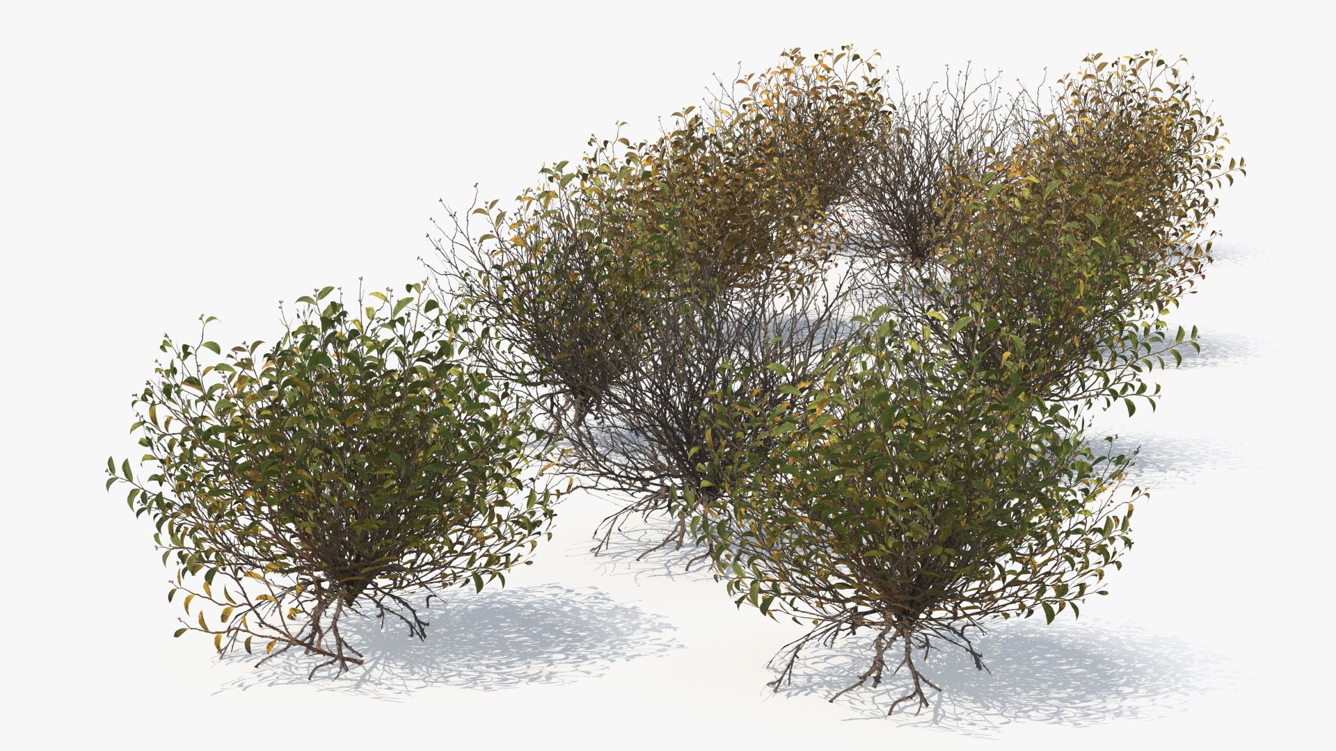 Wild Brush Vegetation with Dry Shrubs Set Low Poly 3D https://p.turbosquid.com/ts-thumb/QX/25yqog/WY/wild_brush_vegetation_with_dry_shrubs_set_low_poly_006/jpg/1778633360/1920x1080/fit_q87/e29663af2b2c2c99af5db8d2cbc08c6828f34441/wild_brush_vegetation_with_dry_shrubs_set_low_poly_006.jpg