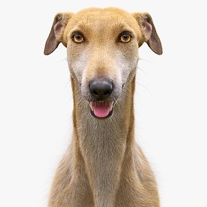 realistic greyhound fur 3D model