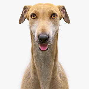 Greyhound Fur