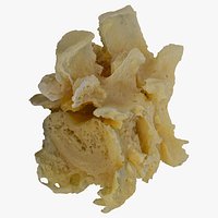 Pavian Monkey Male Lumber Vertebrae L5 and L6 RAW Scan