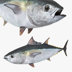 Yellowfin Tuna Fish Swim Rigged Animated For Blender