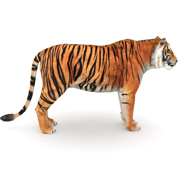 tigre 3d isolado 18876063 PNG