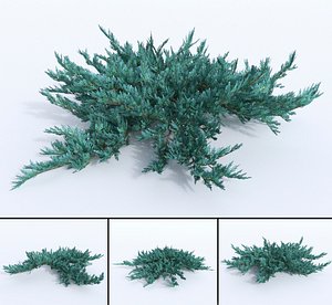 3D creeping juniper blue chip