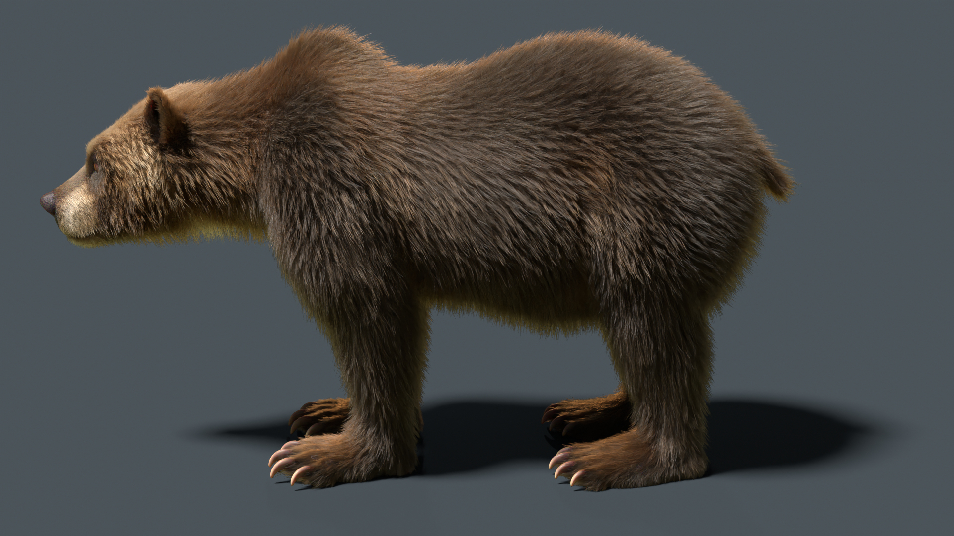 Brown Bear 3D Model - TurboSquid 2252352