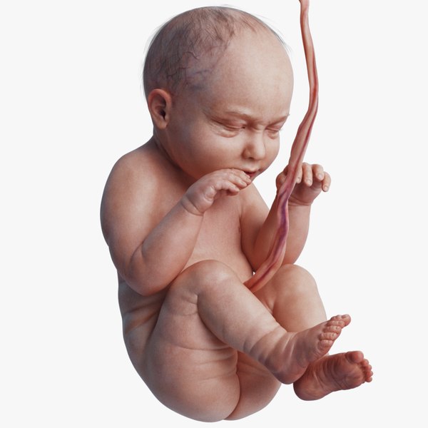 fetus human 3D