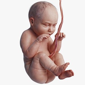 Human Fetus