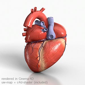 human heart 3d model