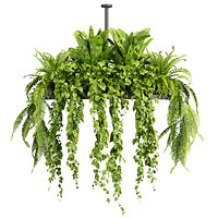 plant vol 818 - pothos - hanging - ampelous