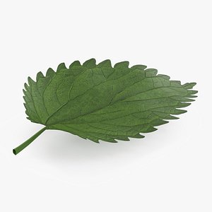 Plant Leaf