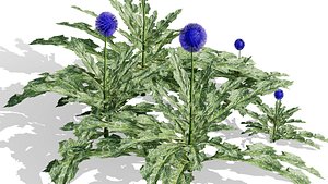 3D model Botanically Accurate Echinops mandavillei