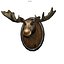 Moose Head Trophy, low poly 3D model