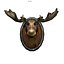 Moose Head Trophy, low poly 3D model