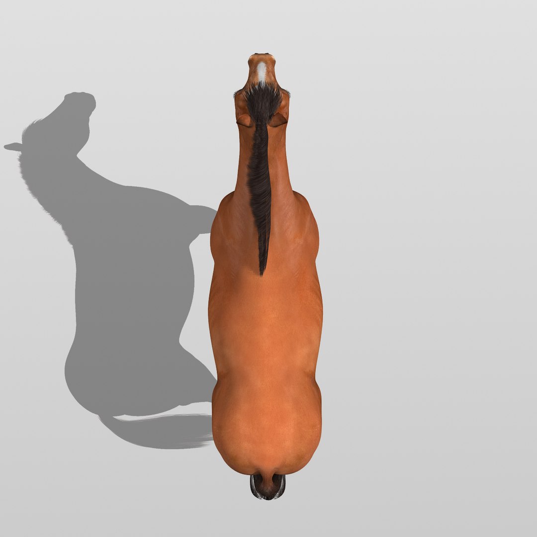 brown rigged looped 3d c4d https://p.turbosquid.com/ts-thumb/QZ/3U1IIv/0Aad0xXs/brown_horse_k/jpg/1338692890/1920x1080/fit_q87/35f17a8b9bae55ccbb630432cdb5be09e6d866e8/brown_horse_k.jpg