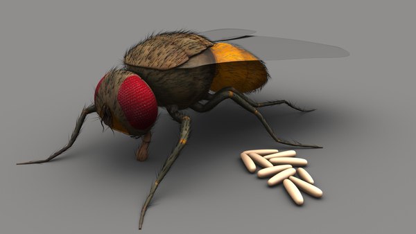 3D Housefly with eggs - TurboSquid 1803912