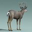 mule deer stag 3d max