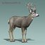 mule deer stag 3d max
