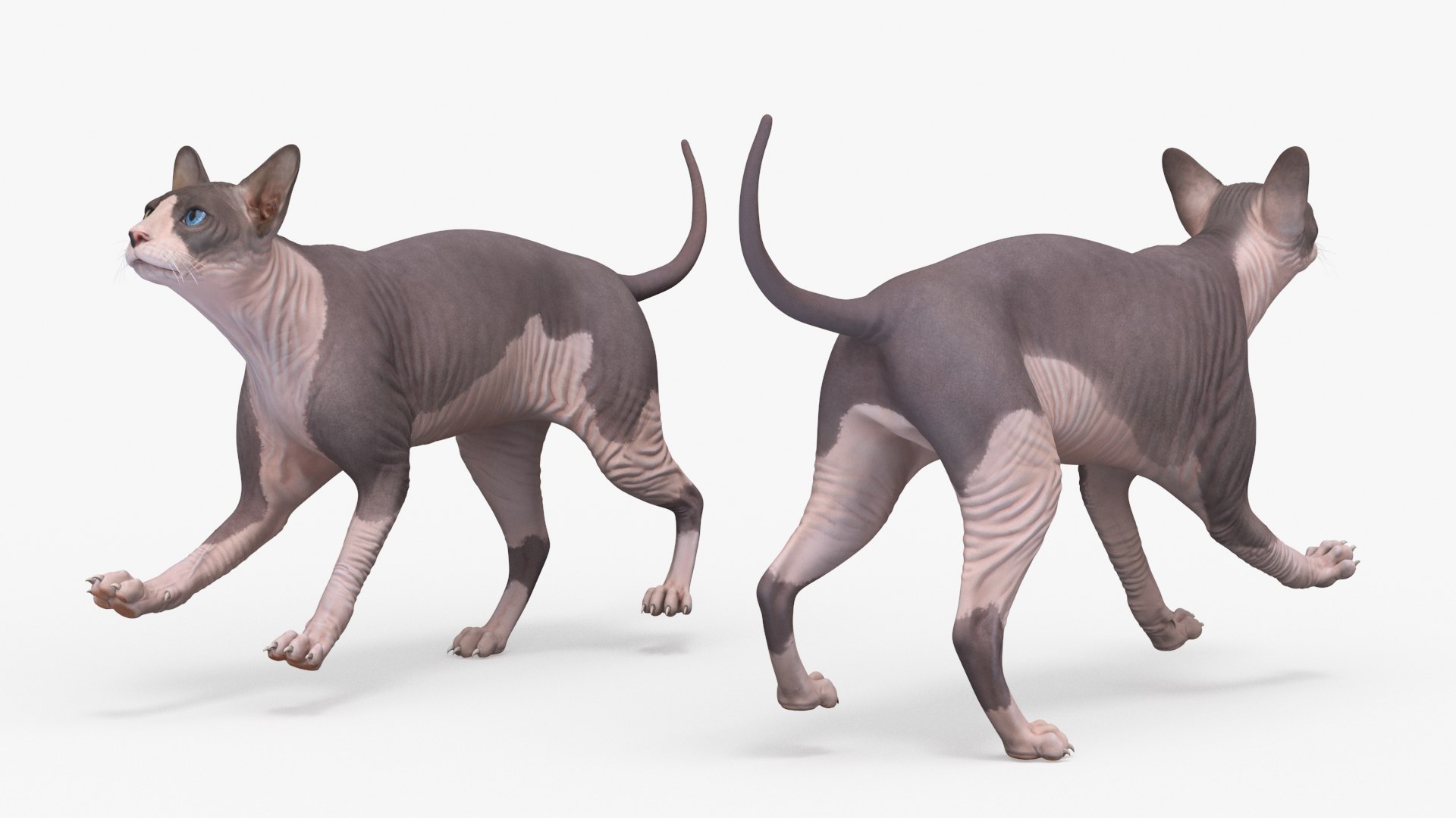 3D Sphynx Cat on Homegroove Exercise Wheel https://p.turbosquid.com/ts-thumb/QZ/DhCbdn/0C/sphynx_cat_on_homegroove_exercise_wheel_016/jpg/1731435226/1920x1080/fit_q87/dcd1192b2d3f964e8a7ddeb5d44eea6e98aef978/sphynx_cat_on_homegroove_exercise_wheel_016.jpg