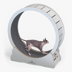 Sphynx Cat on Homegroove Exercise Wheel