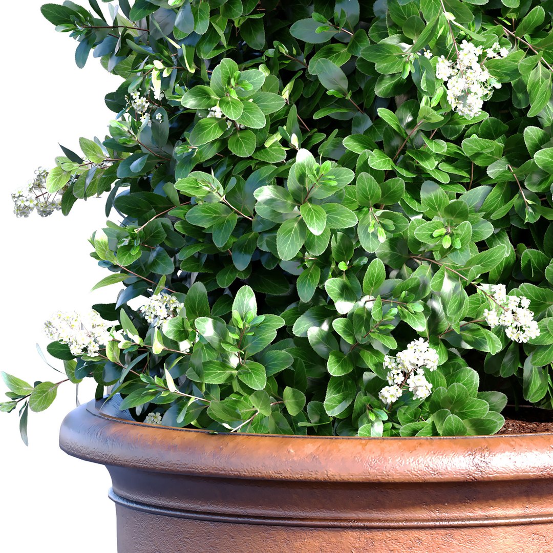 3D Decorative Tall Evergreen Flowering Garden Tree Bush With White ...