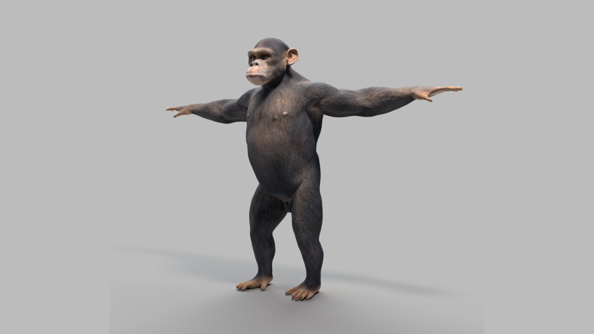 3D Model Chimpanzee Rigged - TurboSquid 1616231