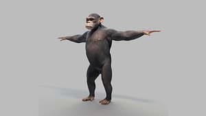3D model chimpanzee rigged