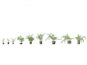 Asparagus setaceus - Asparagus fern