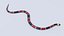 3D Animated Eastern Coral Snake