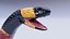 3D Animated Eastern Coral Snake